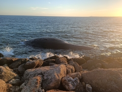 Balaenoptera physalus