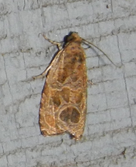Olethreutes nitidana