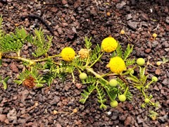 Vachellia insulae-iacobi