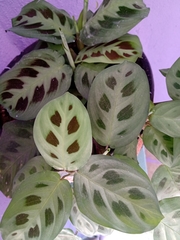 Maranta