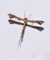 Stenoptilodes sematodactyla