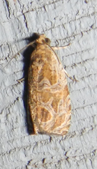 Olethreutes nitidana