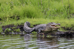 Alligator mississippiensis