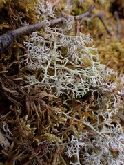 Cladonia terrae-novae