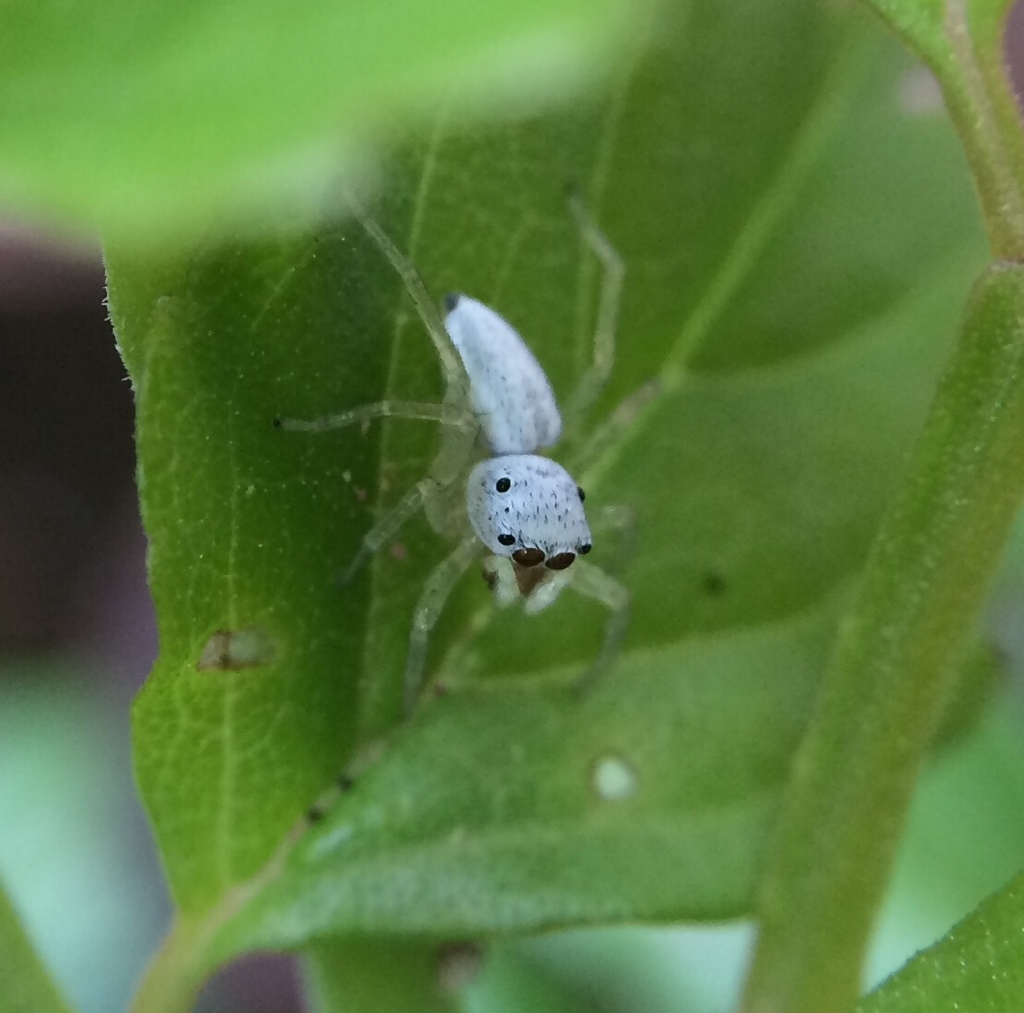 Phintella lajuma