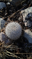 Mammillaria haageana haageana