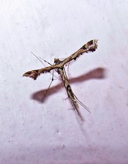 Stenoptilodes sematodactyla