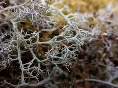 Cladonia terrae-novae