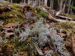 Cladonia terrae-novae