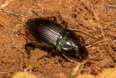 Harpalus dimidiatus