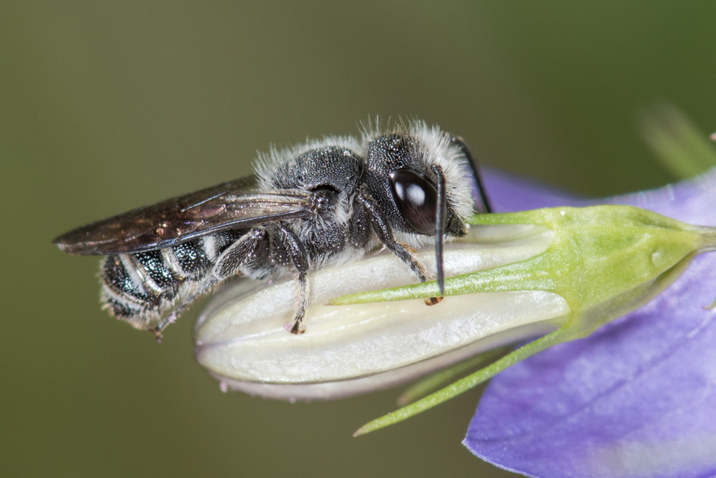 Bellflower Resin Bee