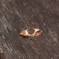 Hoplomorpha abalienella