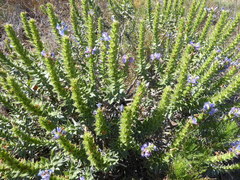 Lobostemon argenteus