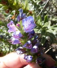 Lobostemon argenteus