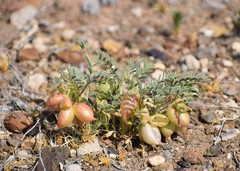 Astragalus wootonii
