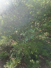 Rhododendron colemanii