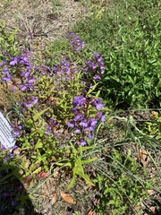 Penstemon tenuis