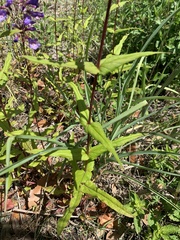 Penstemon tenuis