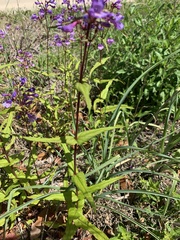 Penstemon tenuis