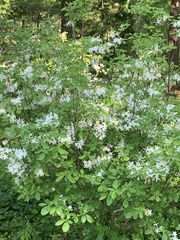 Rhododendron alabamense