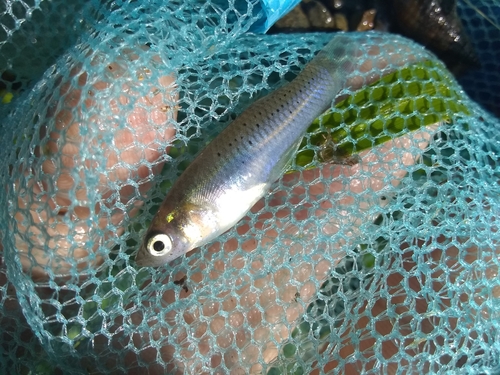 Hispaniolan gambusia (Gambusia hispaniolae) — Poeciliidae — 3