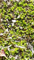 Selaginella rupestris