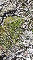 Selaginella rupestris