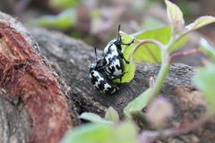 Leptinotarsa lacerata