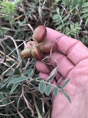 Astragalus plattensis