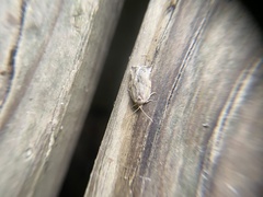 Archips grisea