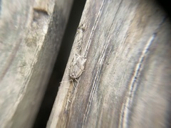 Archips grisea