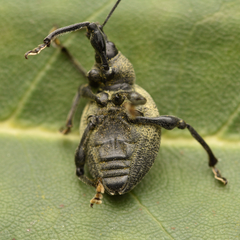 Otiorhynchus pseudonothus