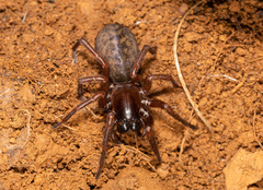 Inermocoelotes inermis