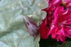 Metcalfiella erecta