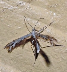 Singularia alternaria