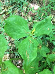 Trillium luteum