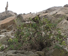 Asteriscium