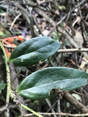 Psammisia graebneriana