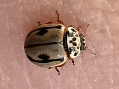 Mulsantina hudsonica