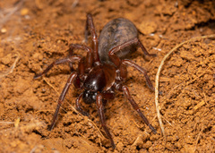 Inermocoelotes inermis