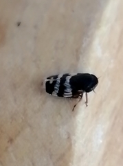 Planaphrodes