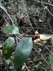 Psammisia graebneriana