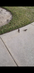 Passer domesticus