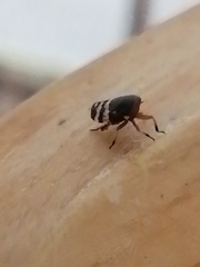 Planaphrodes