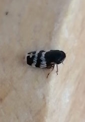 Planaphrodes