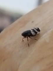 Planaphrodes