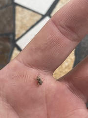 Mitrastethus baridioides