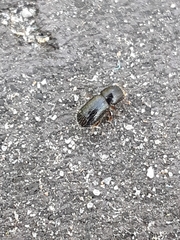 Coleoptera