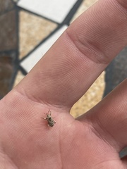 Mitrastethus baridioides