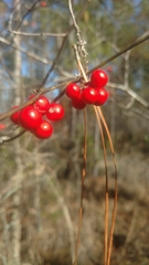 Smilax walteri